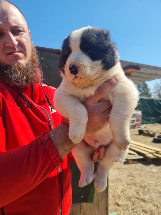 Щенки САО (Алабай)