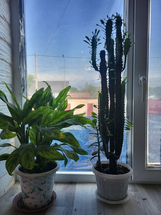 Растения для офиса и дома