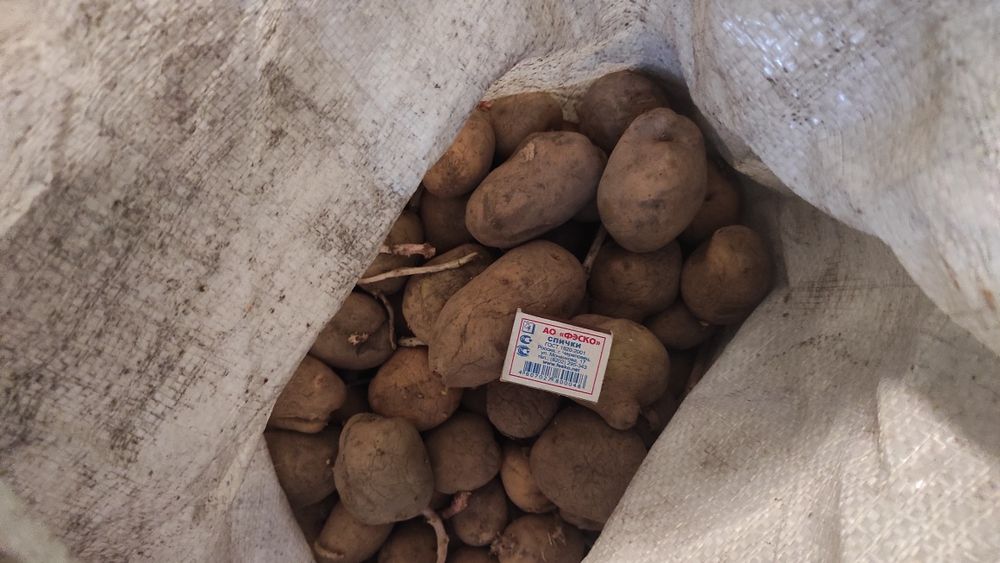 Продам картошку.