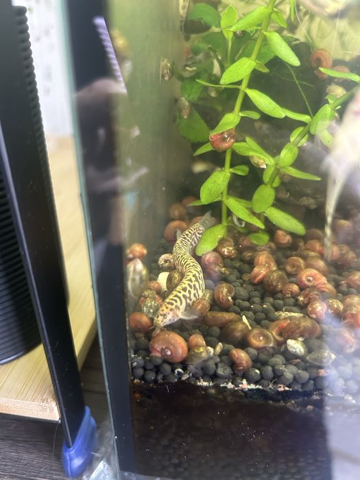 Vand / schimb kuhlii loaches