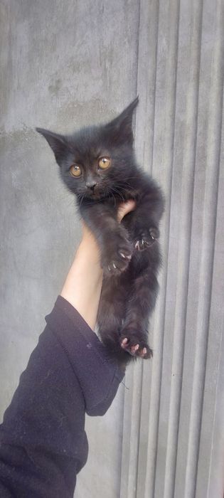 Отдаю котенка БЕСПЛАТНО