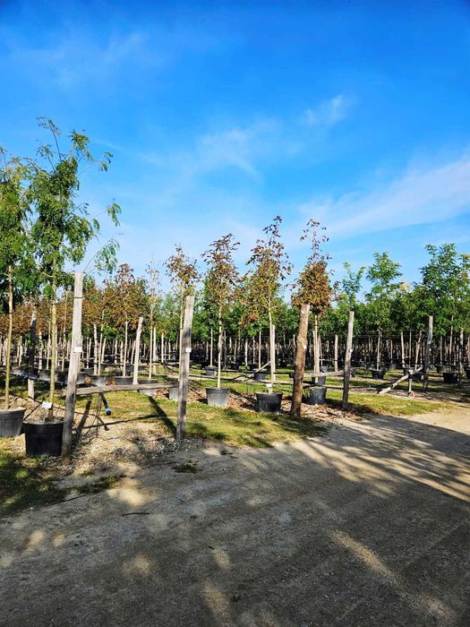 Selecție de Plante Ornamentale – Inspectezi și Plătești
