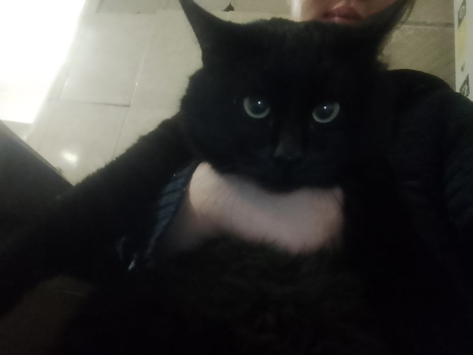 Отдам в добрые руки кота