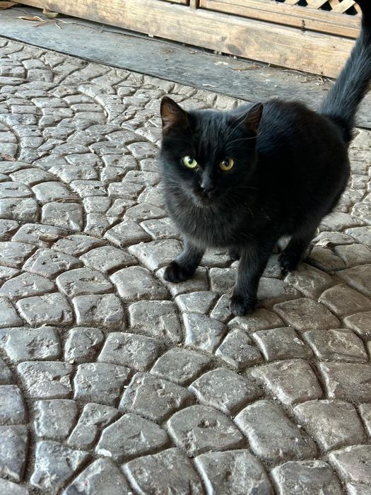 Кот ищет семью и дом