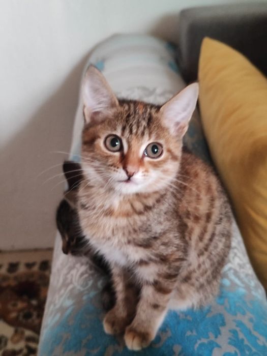 Отдам котята в добрые руки