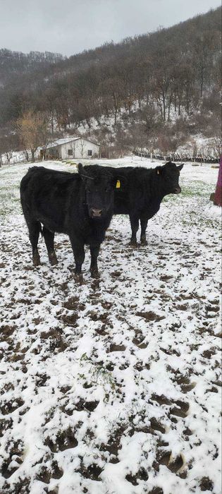 Продавам месодайни женски телета - Абърдийн Ангус