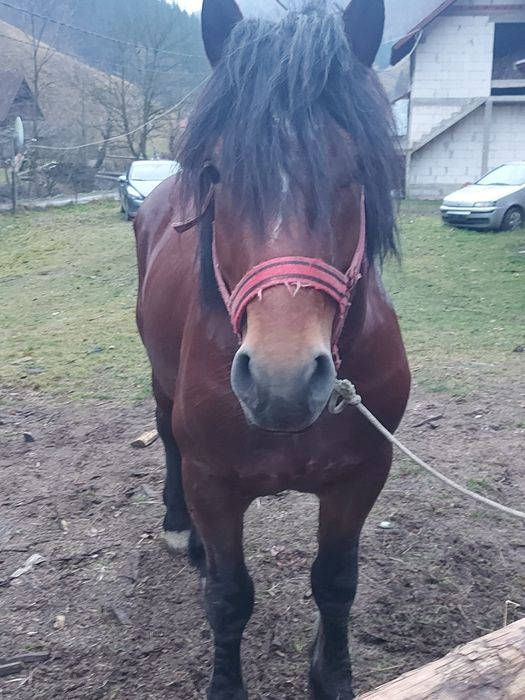 Cal de vînzare urgent