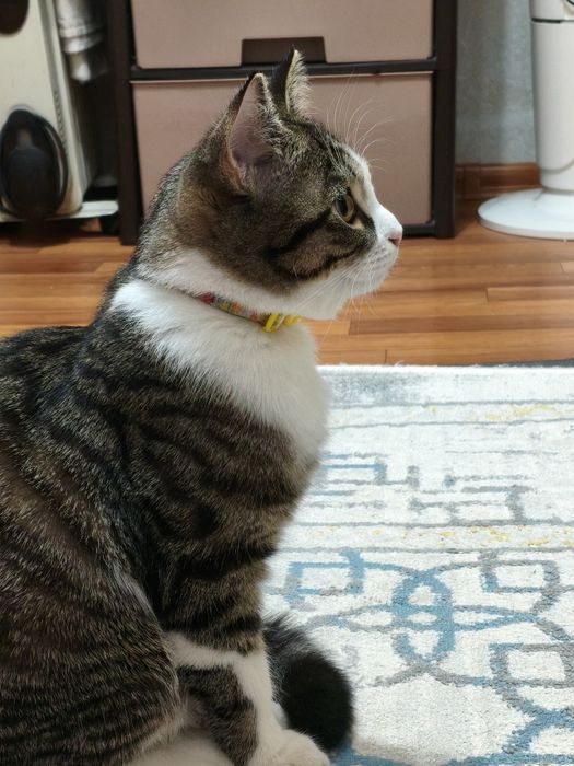 Отдаем котика в добрые руки