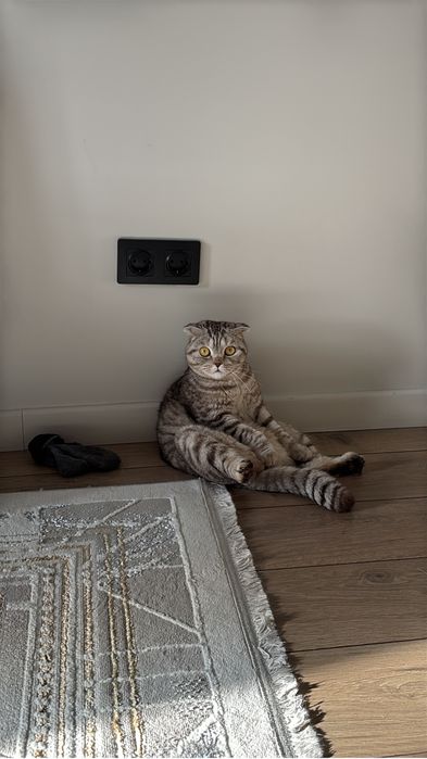 Котик по имени Кекс