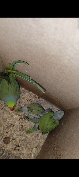 Papagali Micul Alexander ,alexandru.de crescut la seringa