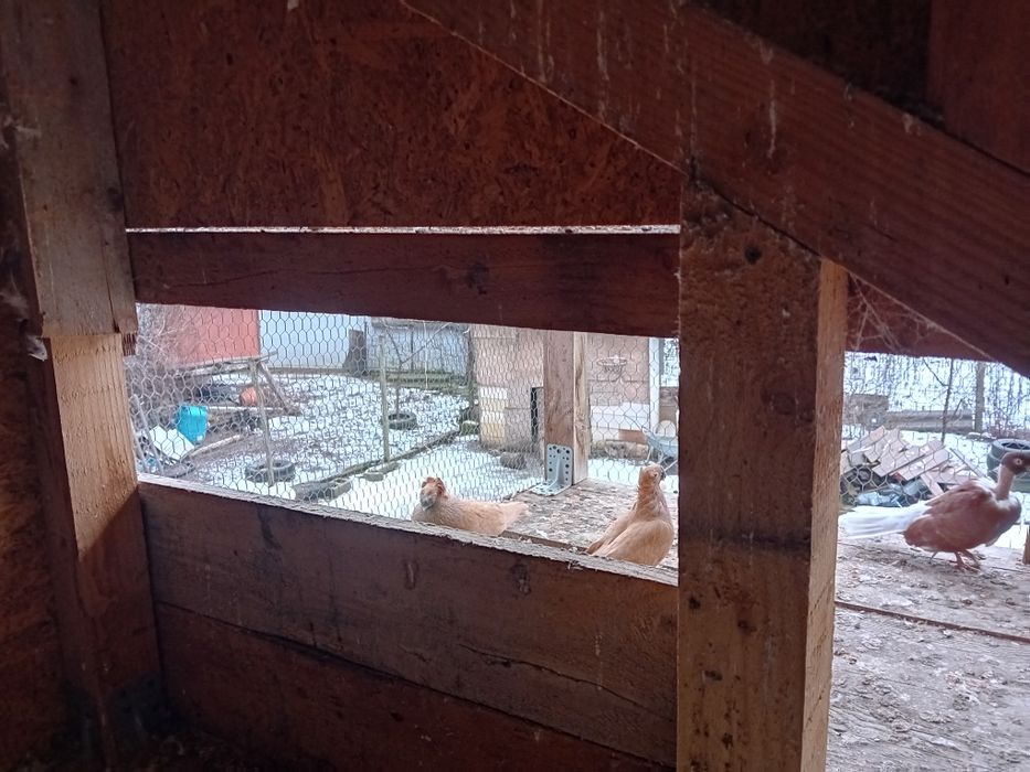 Vand schimb porumbei jucatori de botosani