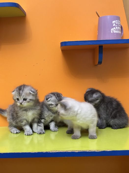 Шотландские котята