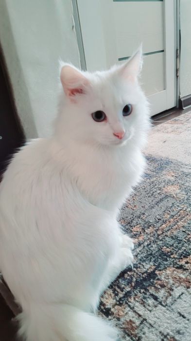 Вязка кот Турецкого Ангора