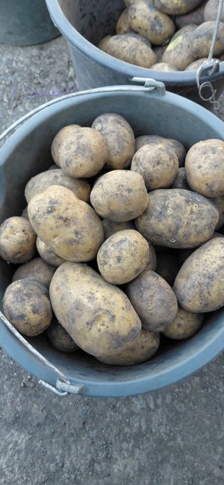 Продам картофель