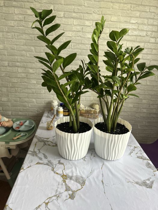 Замиокулькас (долларовое дерево)  10.000т