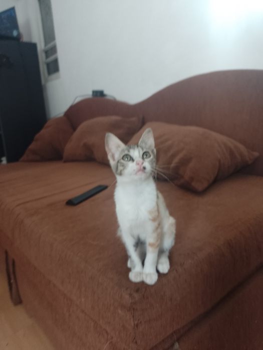 3 Pisoi  2 motanei si o pisicuta