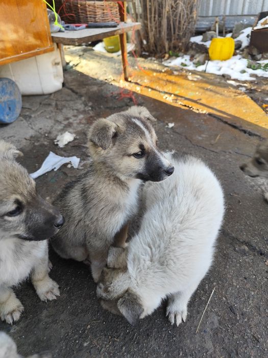 Отдам звоночков бесплатно