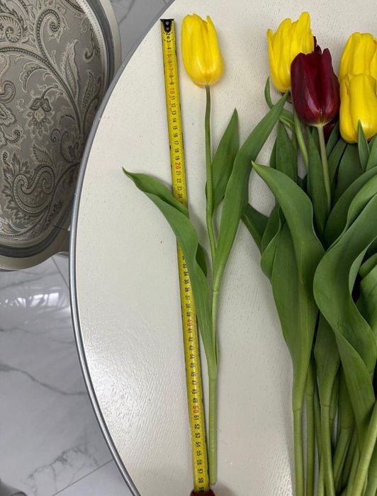 Тюльпаны свежие | Астана