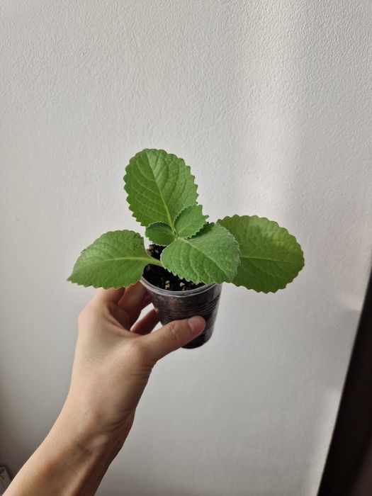 Мята комнатная плектрантус