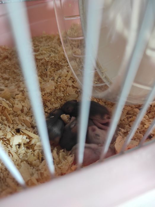 Хомяк джунгарский