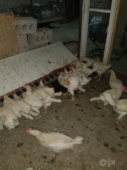 Oq tovuqlar 4 ta xoroz 45 ta tovuq +-