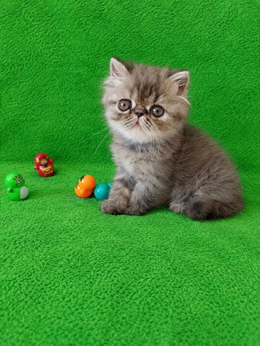 Котята персы продажа.
