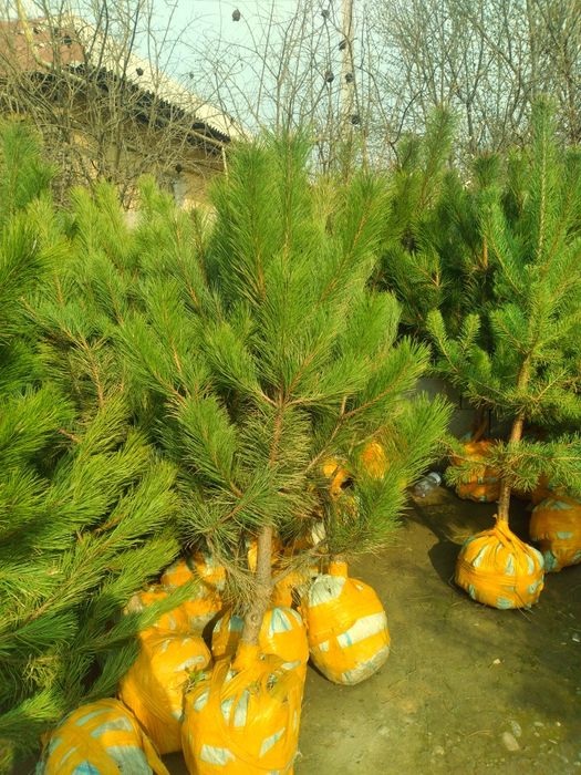 Туя. Можовелник зелёный забор учун