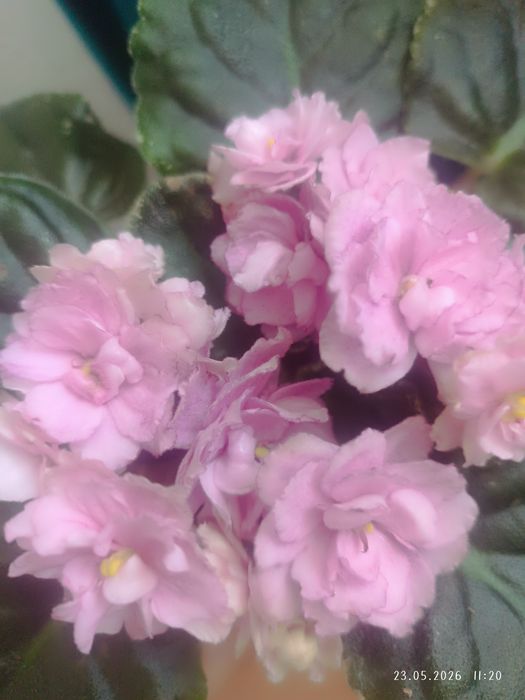 Фиалка Rebels rose bud