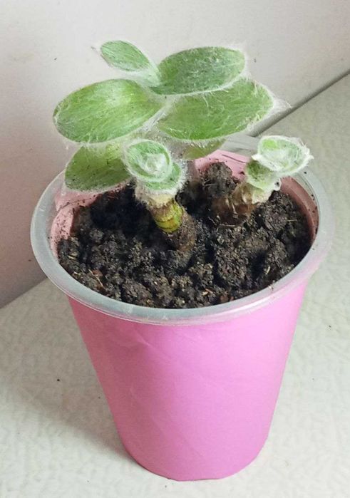 Продам. Для любителей выращивания цветов от маленьких до больших.