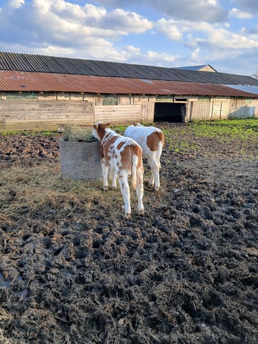 Vând 2 vitele de 4 luni