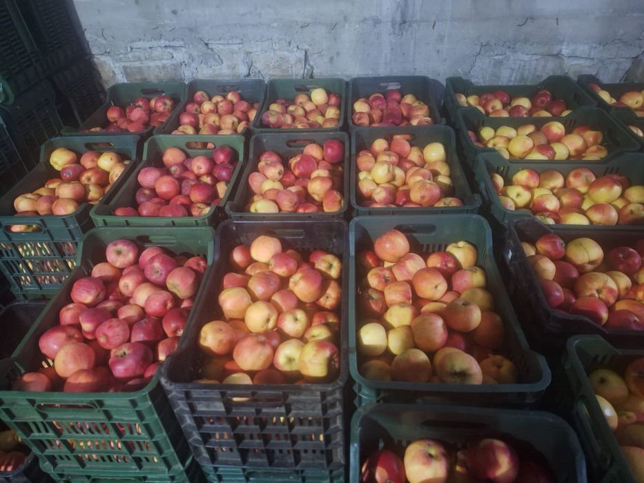 Vand mere Jonagold, Florina si Idared (angro) +40 (762) 624 601