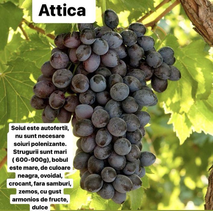 Vita de vie altoita si hibrida