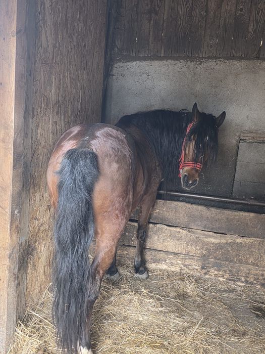 Iepe de vânzare,cu căruța și hamuri