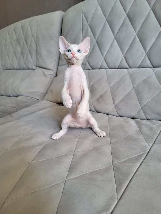 Донские Сфинксы.