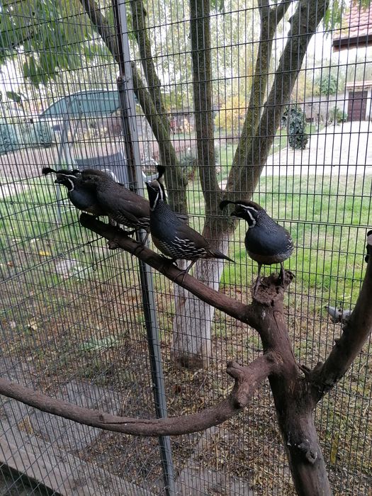 Калифорнийски пъдпъдъци .