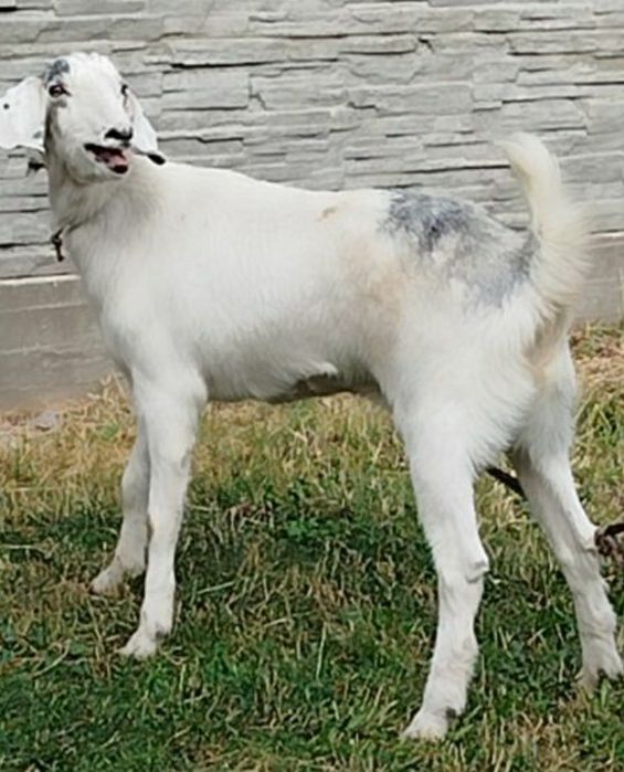 Каза молочная каза