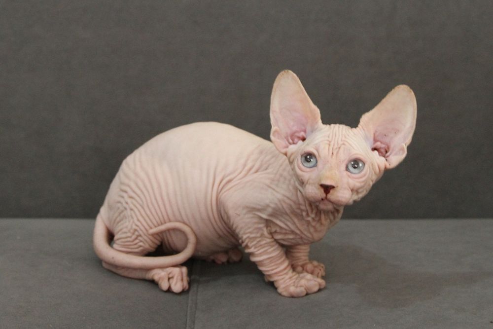 Канадские сфинксы