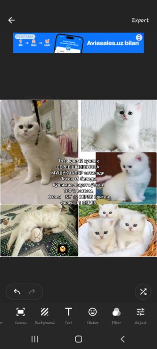 Britan mushukchalar sotuvda