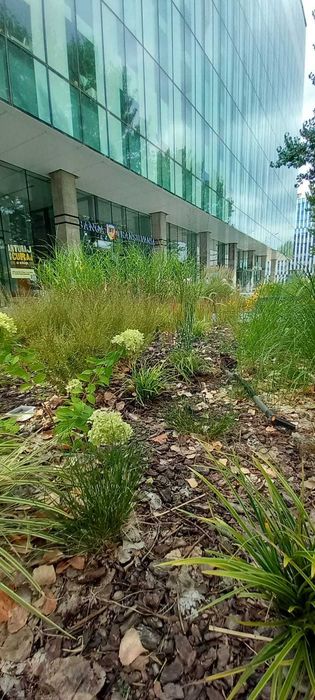 Grădinar dedicat – Îngrijire grădini, amenajare terase, plantări și tratamente plante