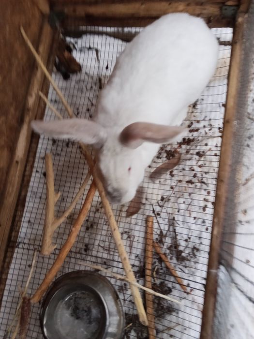 Продам кроликов им 11 месяцев