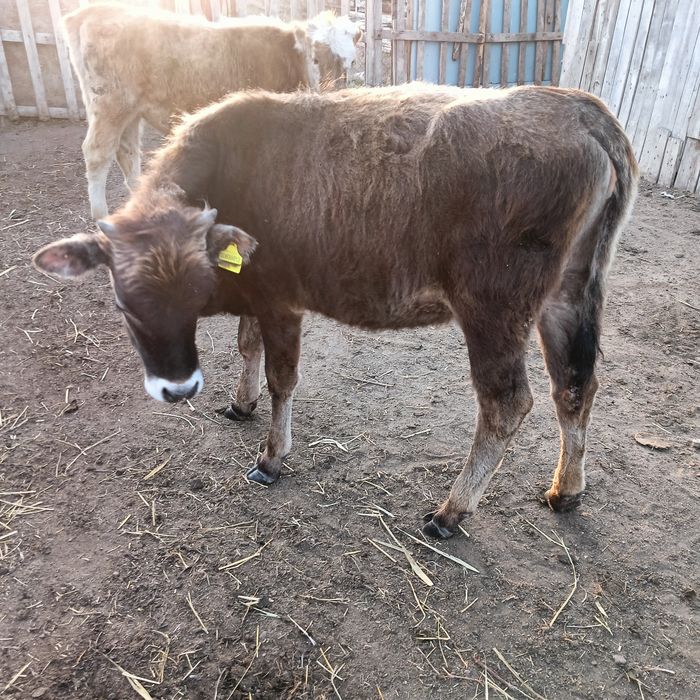 Тана кунажын. Телка