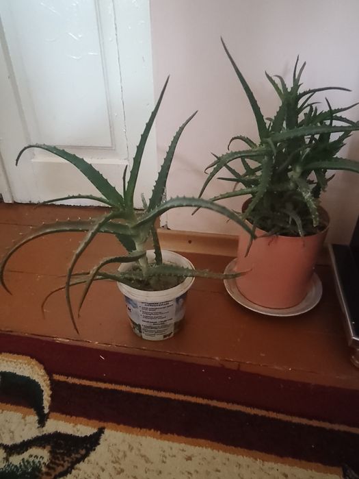 Цветы алоэ продается