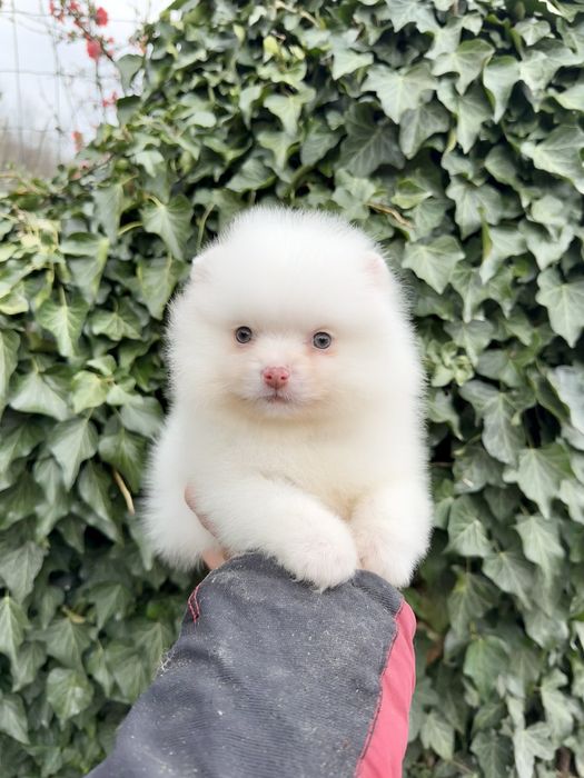 Померан мини момче. Померанче