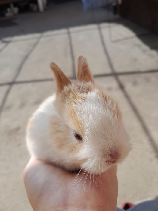 Кролики көжектер