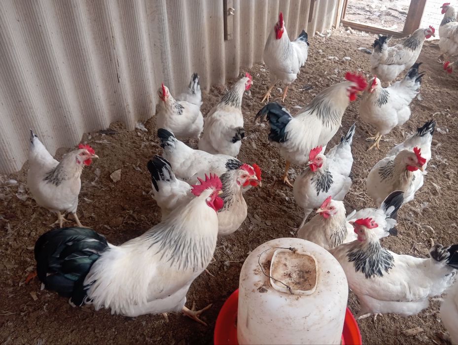 Adler Serebro nomli tovuq jojalarga