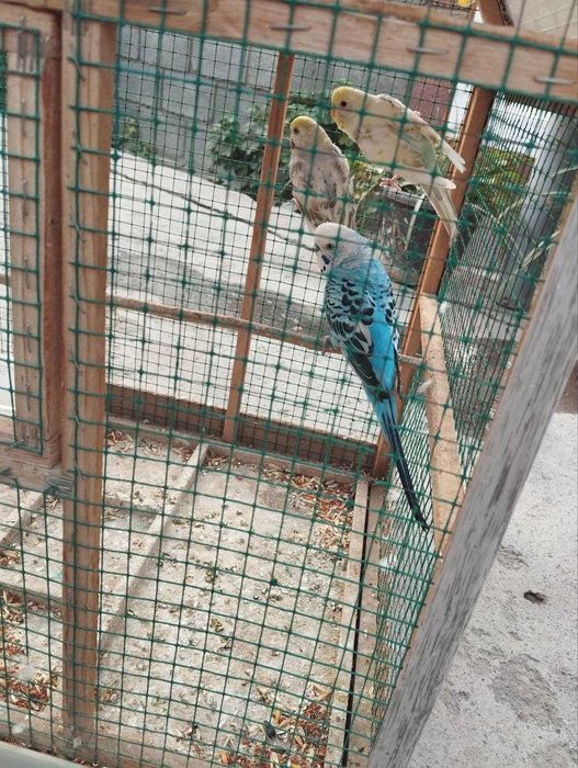 Попугай сотилади