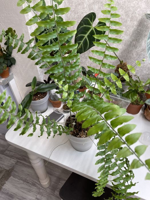 Нефролепсис папоротник