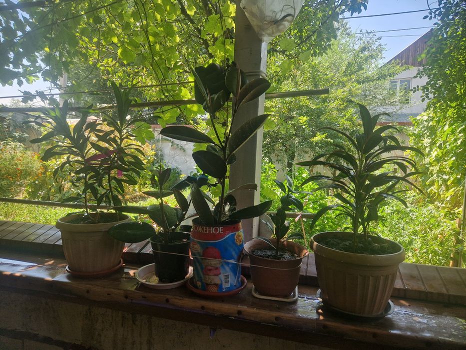 Цветы.  домашный