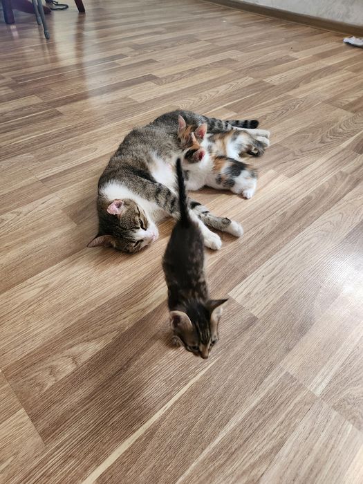 Отдам котят в добрые руки