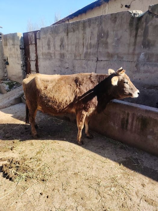 Она бола сигир, яна 3 ойлик бугоз